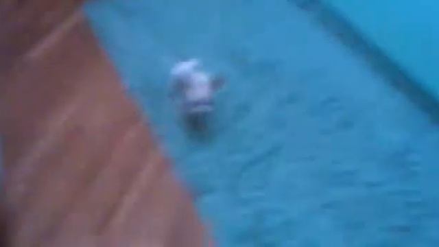 Собака чихуахуа смотреть онлайн