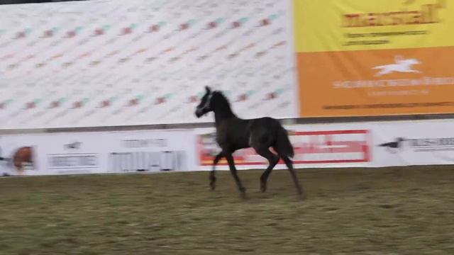 Эквирос 2013. Фризский жеребёнок. смотреть онлайн