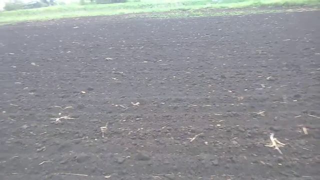 Посев тыквы вручную,по нано технологиям 07.05.2019 смотреть онлайн