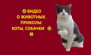 ?ВИДЕО О ЖИВОТНЫХ. ПРИКОЛЫ КОТЫ, СОБАЧКИ  ??