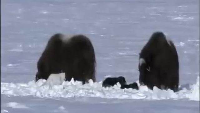Песец подкрадывается смотреть онлайн