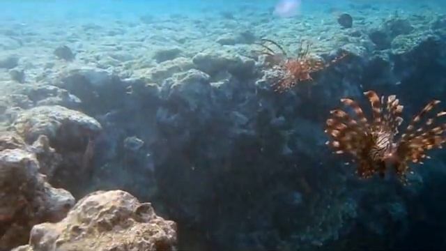 НЛО в Красном море смотреть онлайн