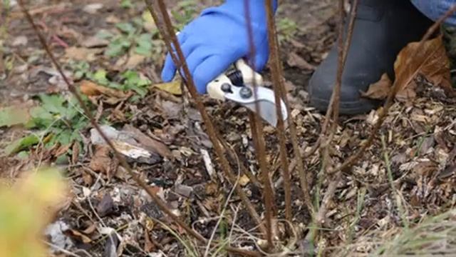 Осенняя обрезка гортензии. Когда и как это делать правильно? смотреть онлайн