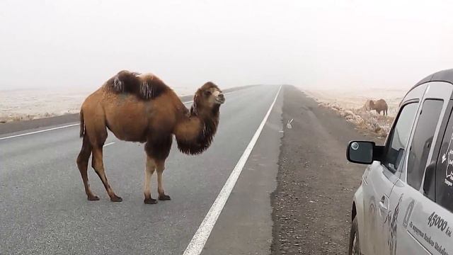Верблюд смотреть онлайн