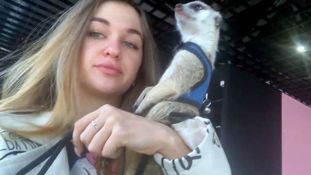 СУРИКАТ СТИЧ ИЗ ТИК-ТОКА | VLОГ 1 смотреть онлайн