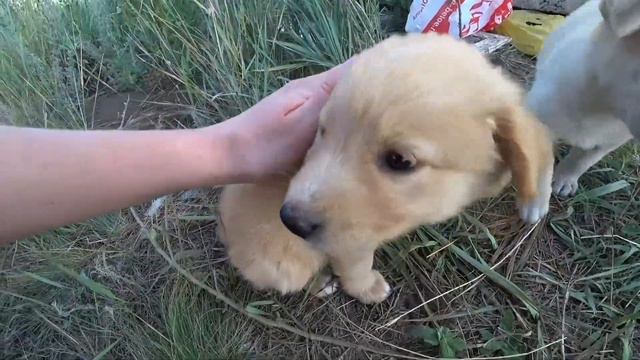 Такой маленький,а уже даёт лапу / помощь бездомным животным смотреть онлайн