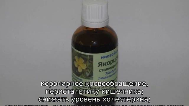Якорь трава: описание, где растет, сфера применения смотреть онлайн