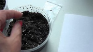 Как вырастить ЛИТОПСЫ из семян (ЖИВЫЕ КАМНИ)