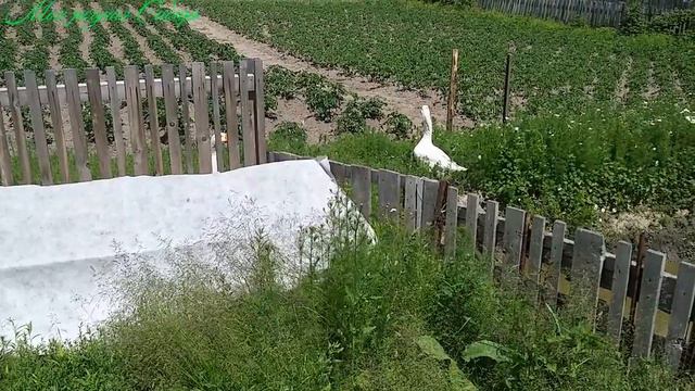 Что с гусятами случилось? Хорошо когда много травы! смотреть онлайн