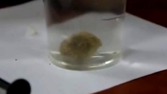 Ловля карпа. ПВА стики часть 1