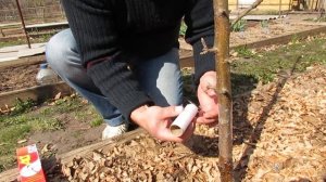 Весна 2020. Как сделать ловчий пояс от тли и муравьёв на плодовых деревьях из пищевой плёнки и клея