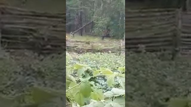 Сахалин город Оха.медведь гуляет во городе. смотреть онлайн