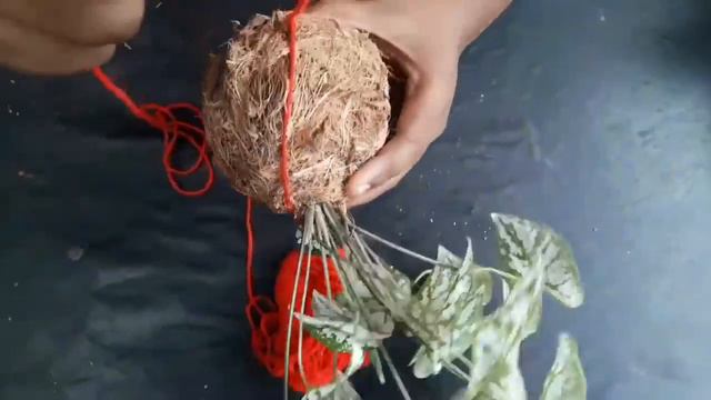 Kokedama...poor man's Bonsayee(പാവങ്ങളുടെ ബോൺസായ്)😋 смотреть онлайн