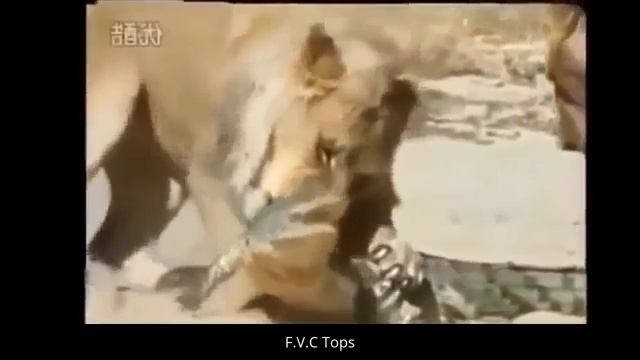 Giant Anaconda vs Tiger vs Lion vs Python Amazing Wild Animal Attacks #3 смотреть онлайн