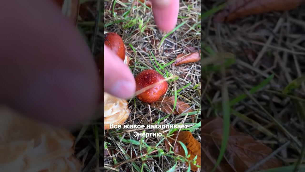 Обалденный на вкус. Сейчас будем жарить. смотреть онлайн