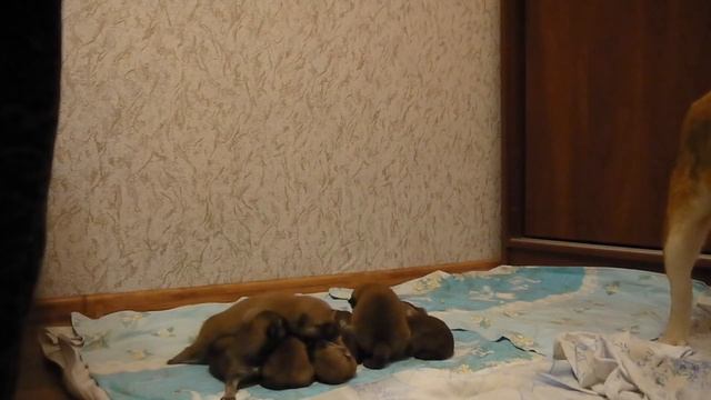 ЩЕНКИ СИБА (ШИБА ИНУ) выпуск 3 .Щенки Online .puppies Shiba (Shiba Inu) for sale смотреть онлайн