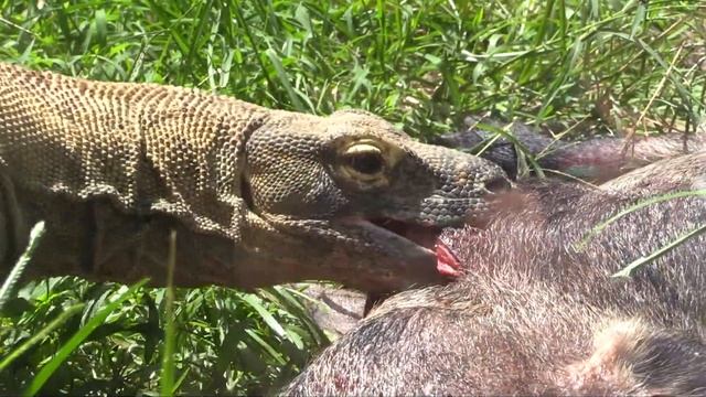 Comodo Dragon EATS Wild Hog!!!