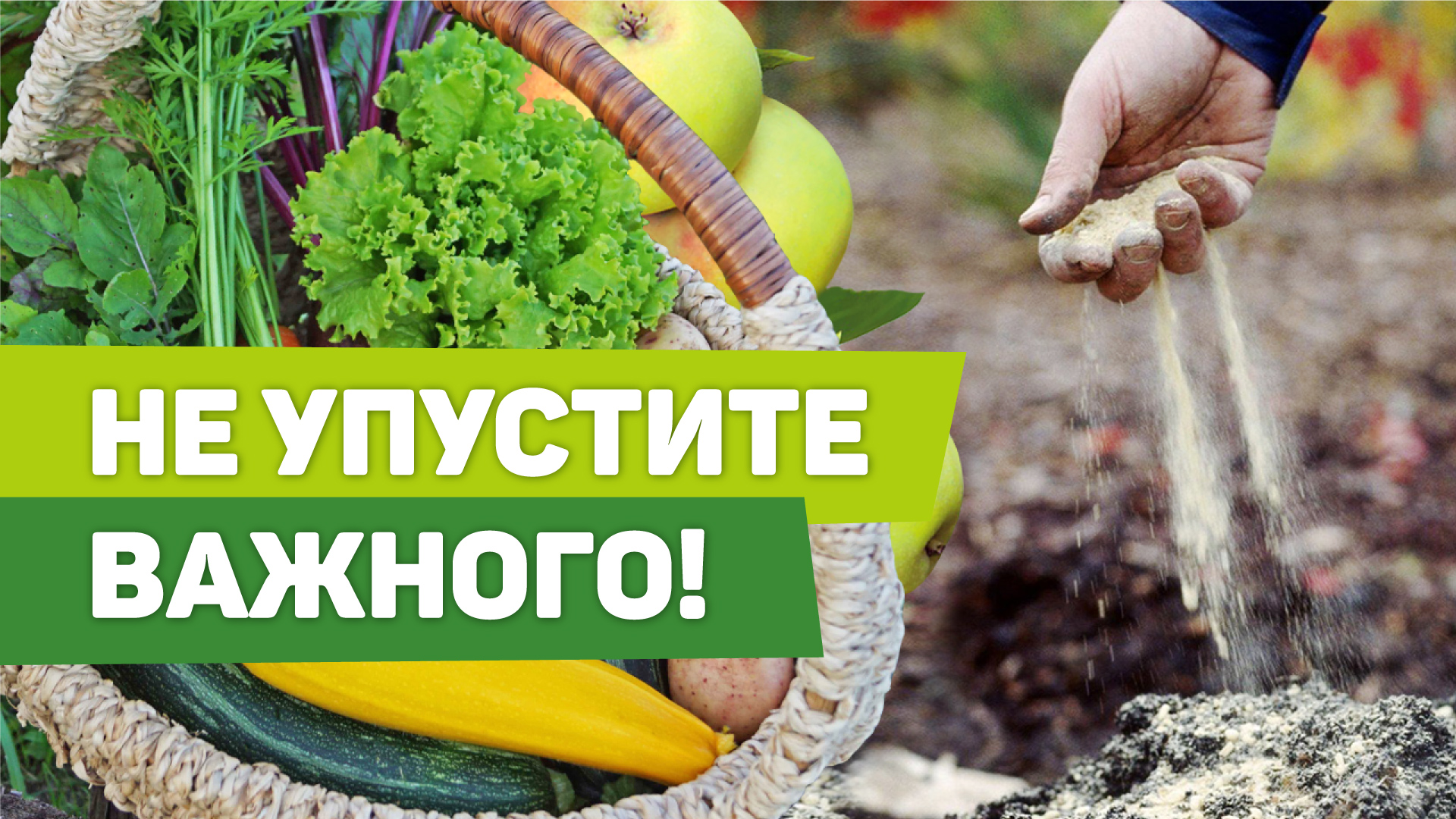 15 ВАЖНЫХ РАБОТ В САДУ В СЕНТЯБРЕ. Для сада, огорода, цветника и почвы смотреть онлайн