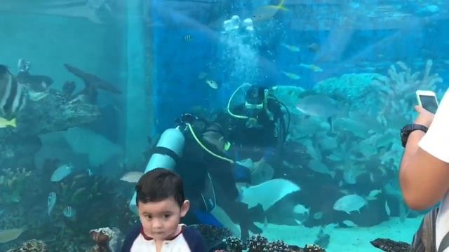Review: Is Php 600 Ocean Park Cebu entrance fee worth it? смотреть онлайн