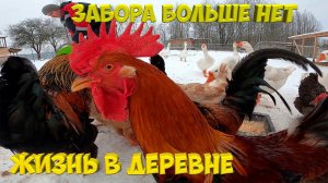 Забора больше нет . [Жизнь в деревне]
