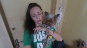 Смешанное питание йорка. Корм и натуралка. Переход на натуральную еду.