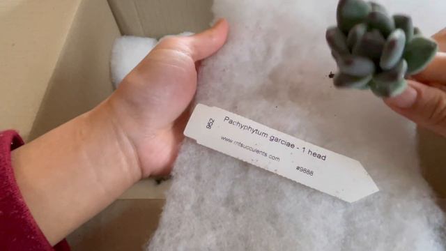 (Eng Sub) New Moonstones varieties รับเด็กใหม่เข้าบ้าน ลูกอมน่ารักๆ #92 смотреть онлайн