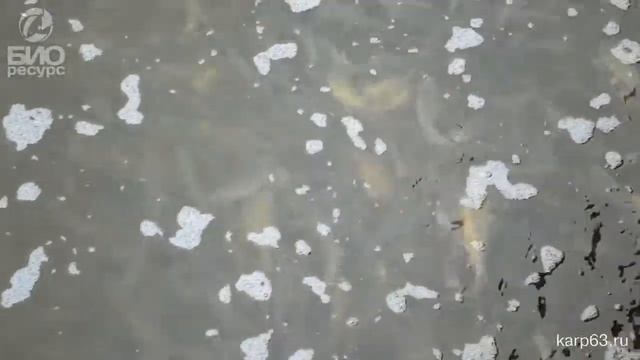 Зарыбление карповых прудов(часть5) . Рыбхоз "Биоресурс", karp63.ru смотреть онлайн