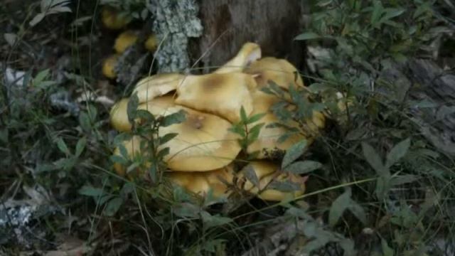 Honey Mushrooms смотреть онлайн