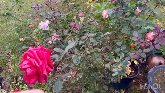 fall rose garden tour / recorrido de mi jardín de rosas en otoño смотреть онлайн