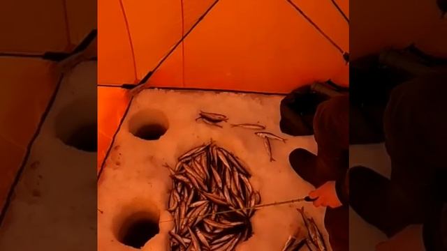 Ловля Зубаря на Махалки и Блесны Кобра, Нимфа Джаоре 21.03.2019 г. смотреть онлайн