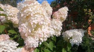 Шикарный сорт гортензии метельчатой фантом. Рекомендую