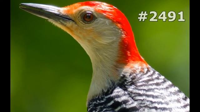 #2491. Дятлы (В мире животных) смотреть онлайн