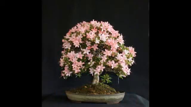 Bonsai Đỗ Quyên - Rhododendron - www.hoilakim.com смотреть онлайн