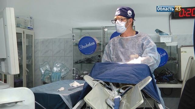 Ветеринары Кургана убрали лазером камни из организма собаки смотреть онлайн