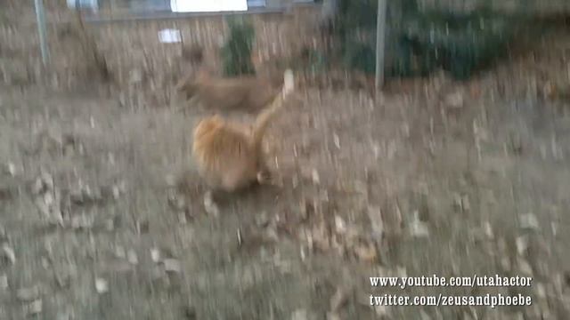 Ninja Cat: Warrior of Nine Lives - Director's Cut смотреть онлайн