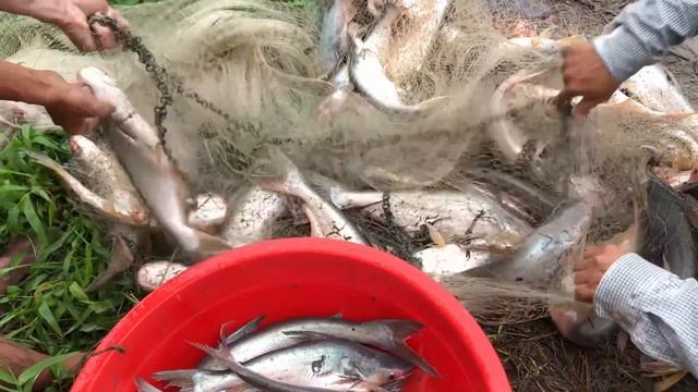 Cast Net Fishing Big Pangasius Fish! смотреть онлайн