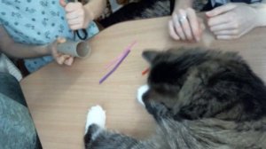 Как сделать игрушку для кота. Игрушка для кота из втулки.