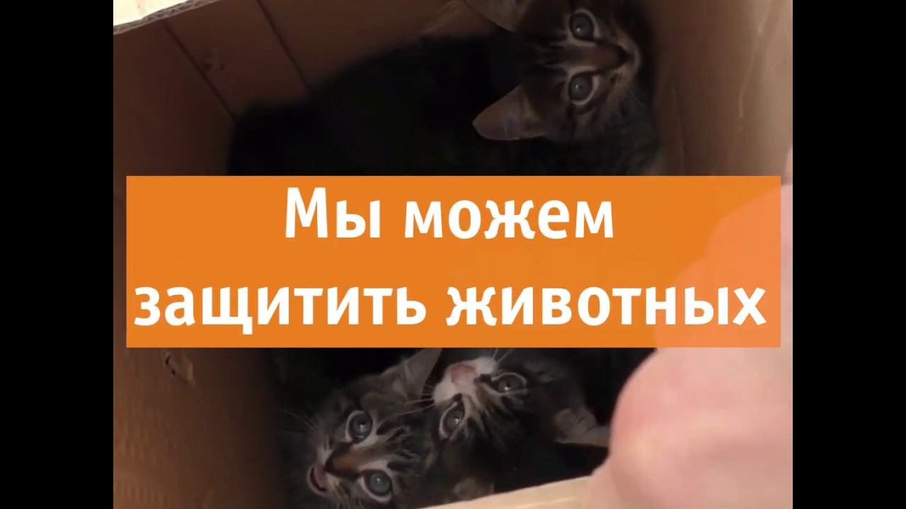 Мы можем защитить животных смотреть онлайн