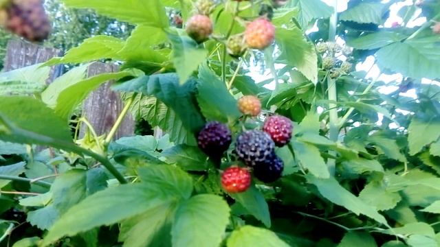 Наш гибрид малины с ежевикой .Ежемалина на даче.