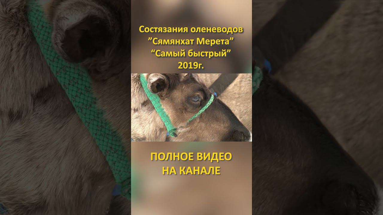 «Сямянхат Мерета» «Самый быстрый» 2019 состязания оленеводов гонки на оленях #shorts смотреть онлайн