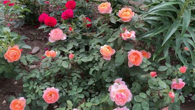 Роза Lady Emma Hamilton