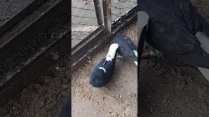 Николаевские голуби.Рыжие б/х.