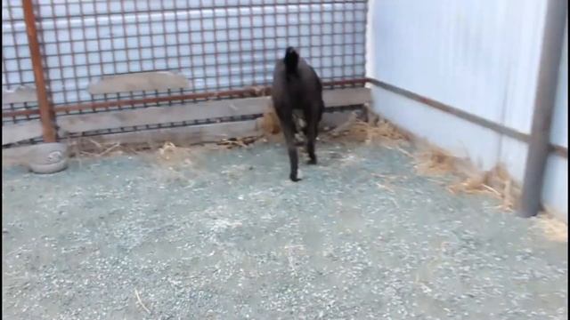наш огромный пёс || Заман || САО смотреть онлайн