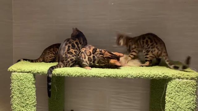 Бенгальские котята АРАМИЛЬСКИЕ
