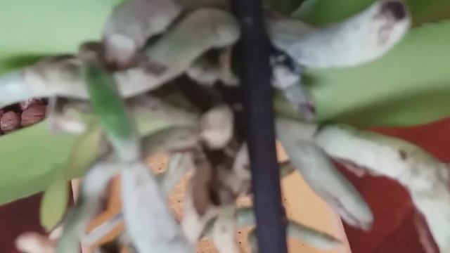 Орхидея PURPLE HEART (Фиолетовое сердце) ПЕРЕСАДКА ОРХИДЕИ смотреть онлайн