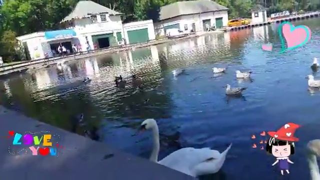 Кормим уток и лебедей. Катаемся на лодочки. Stanley Park Blackpool. смотреть онлайн