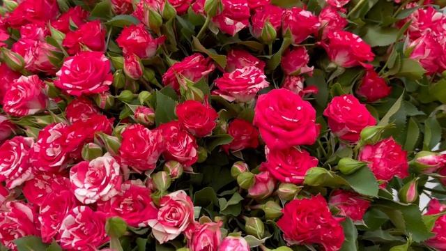 25 кустовых роз "Файер Воркс" смотреть онлайн