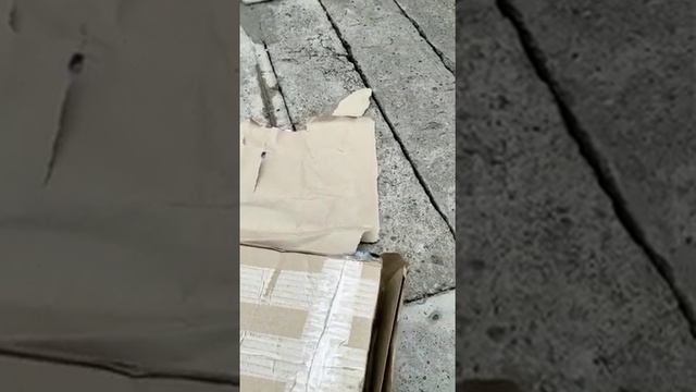 Сад хризантем. Посылка с саженцами осень 2022г. смотреть онлайн