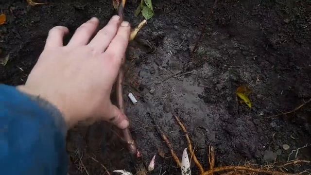 Корни и почки моих пионов (ИТО гибриды) смотреть онлайн