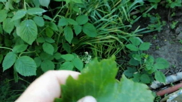 Спасатель винограда: опрыскиваем виноград перед цветением от всего Инсекто-фунго-стимулятор. смотреть онлайн